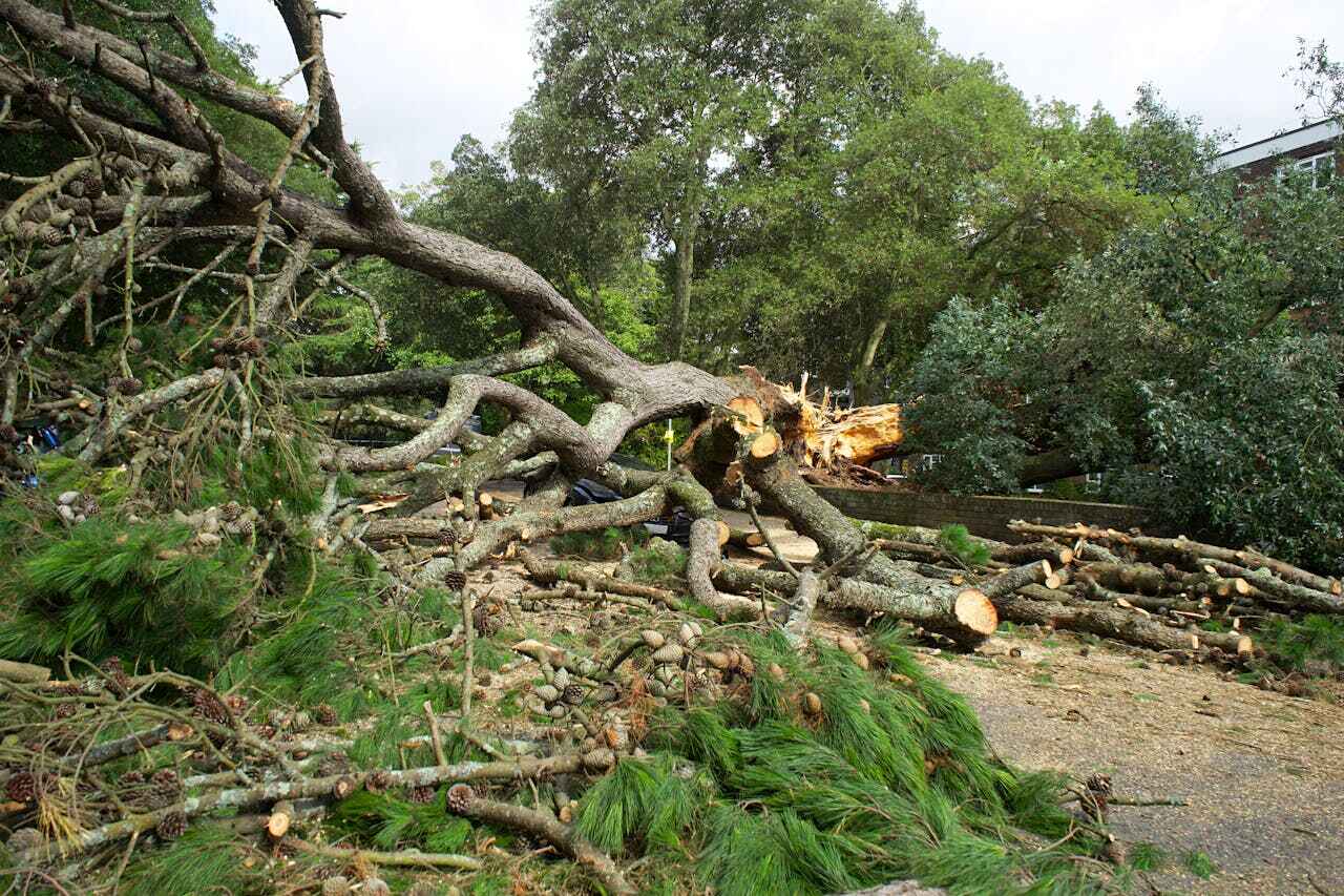 Residential Tree Removal in Seagraves, TX